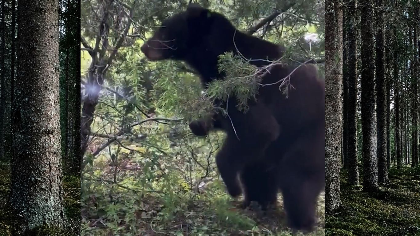 ¡De vuelta a casa! Oso negro regresa a Chihuahua