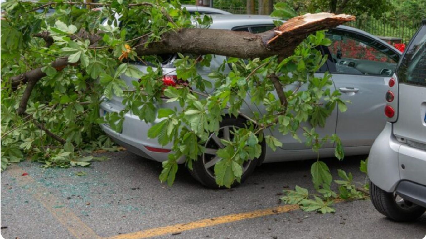¡Ojo! Un árbol dañado puede ser un peligro
