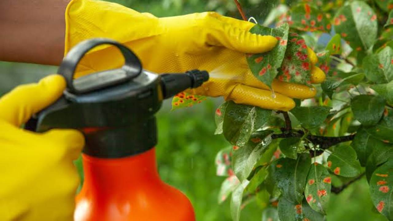 México registró el primer biofungicida de ARN a nivel mundial