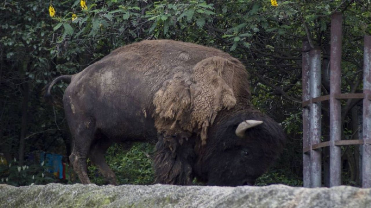 Sacrifican a bisonte americano en el Zoológico de León