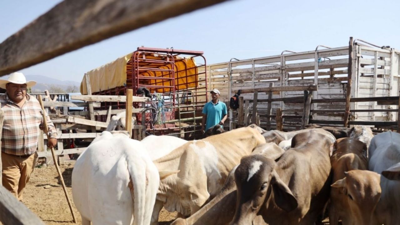 Gusano barrenador deja pérdidas millonarias al sector ganadero
