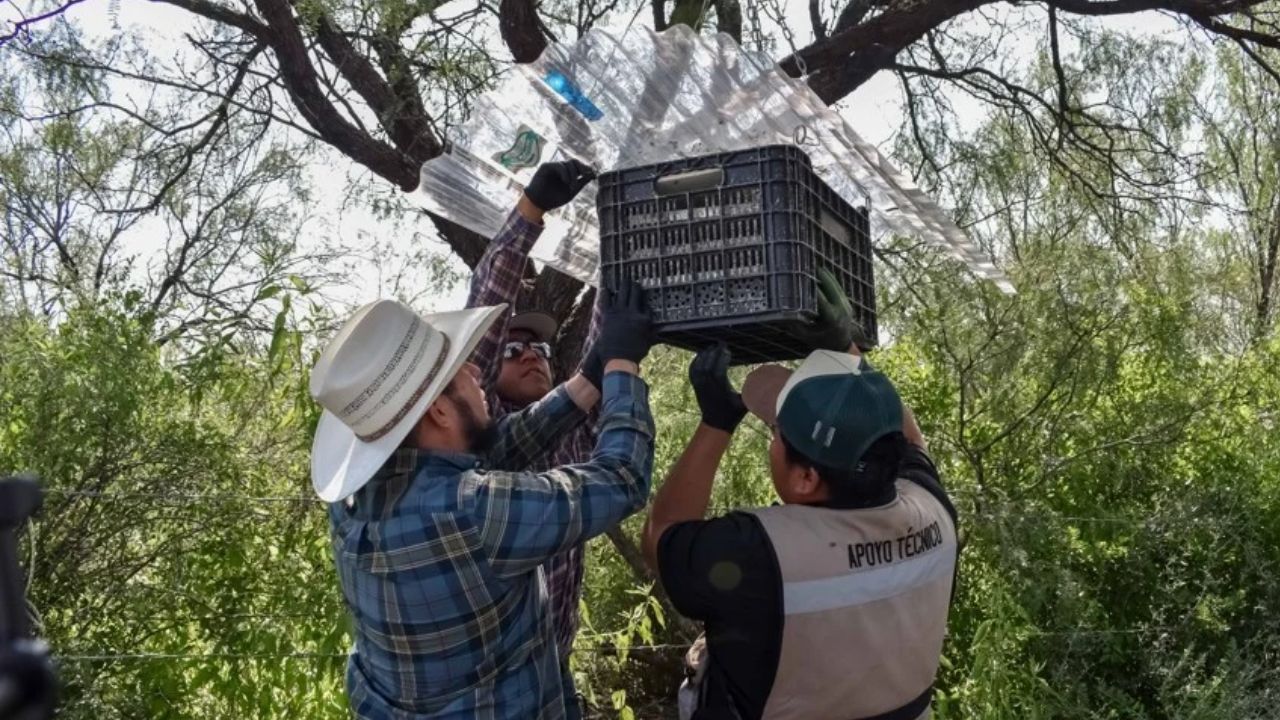 Senasica libera casi 15 millones de moscas estériles en Chihuahua