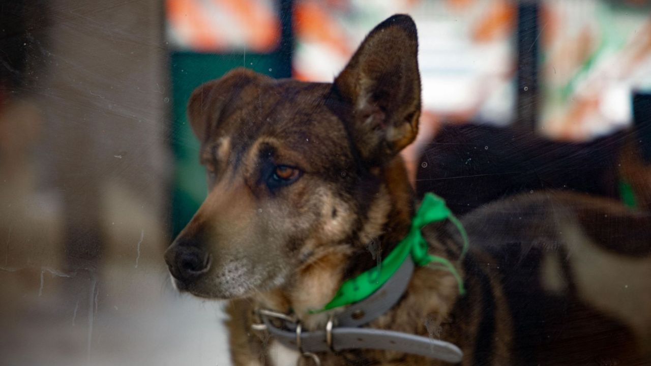¿Quieres una mascota? Jornada de adopción en Benito Juárez