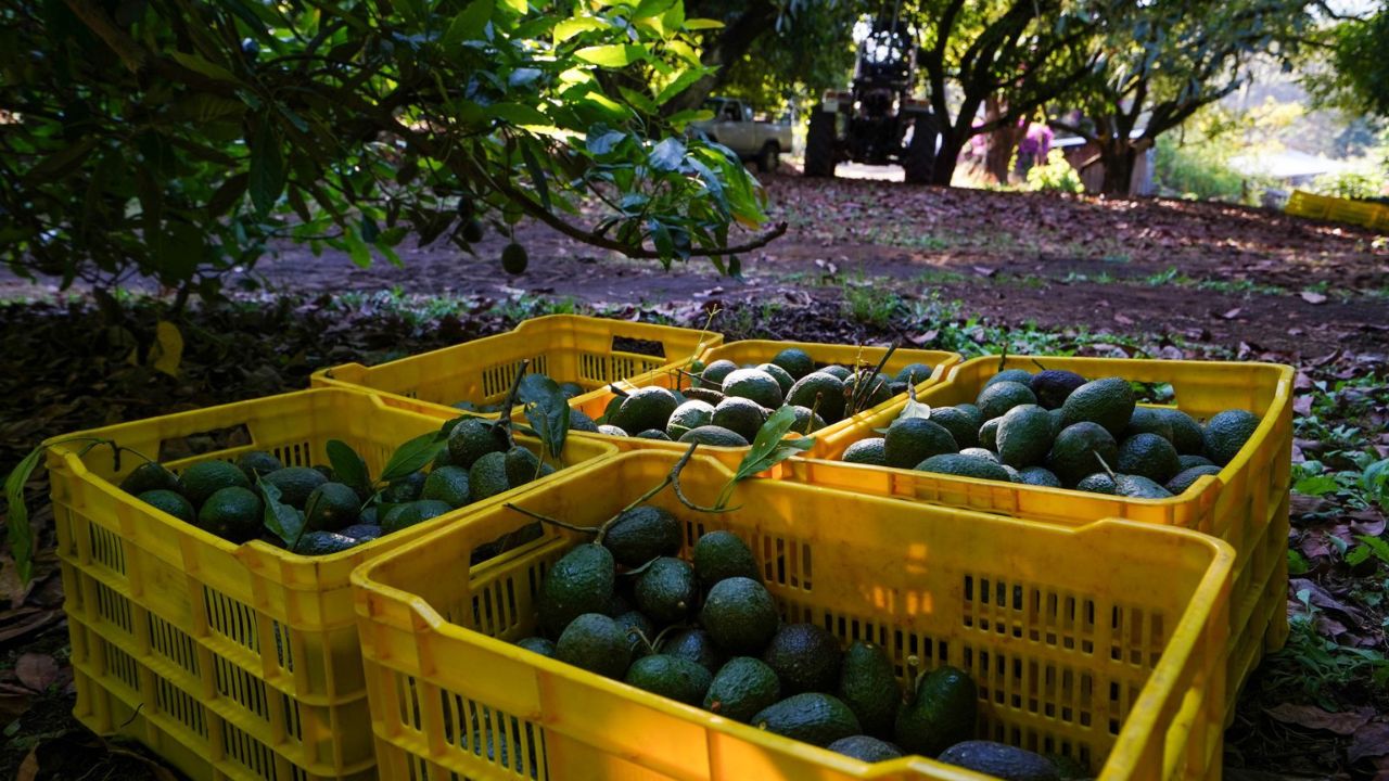 Aguacateros reportan pérdidas millonarias