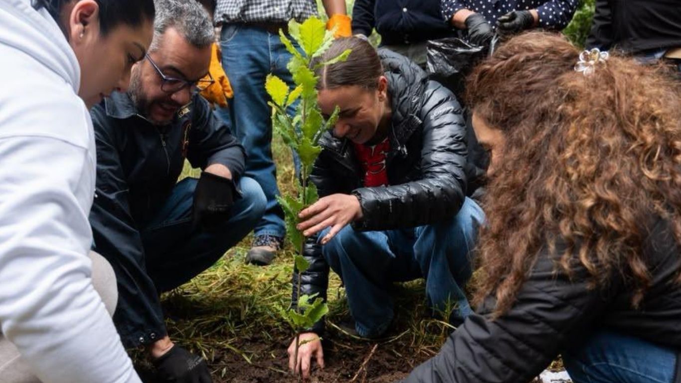 ¡Barrancas de Contreras reverdecen con 100 nuevos encinos!