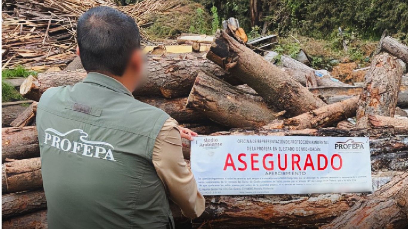 Aseguran 81 m³ de madera y miles de huevos de tortuga