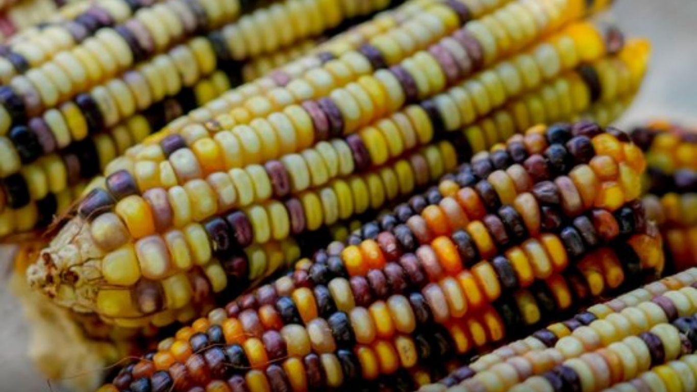 ¡La Feria del Maíz llega a Los Pinos!