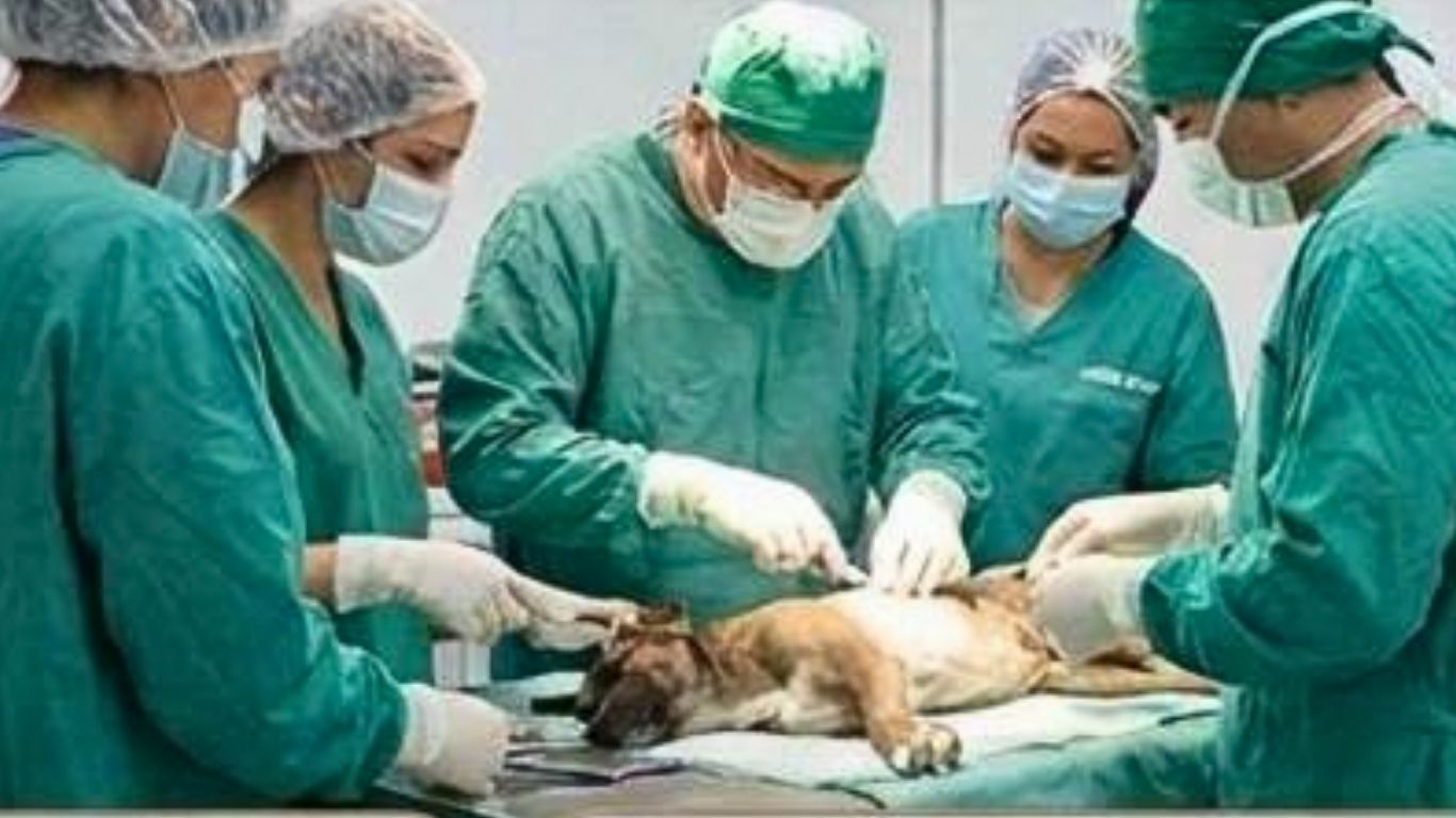 ¡Esterilización gratis! Neza atenderá a mil mascotas