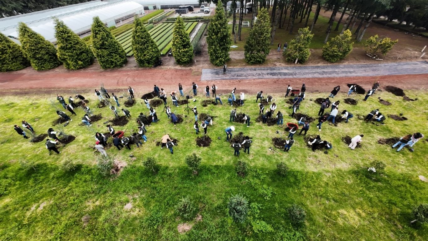A prueba 100 olivos para enfrentar el cambio climático 