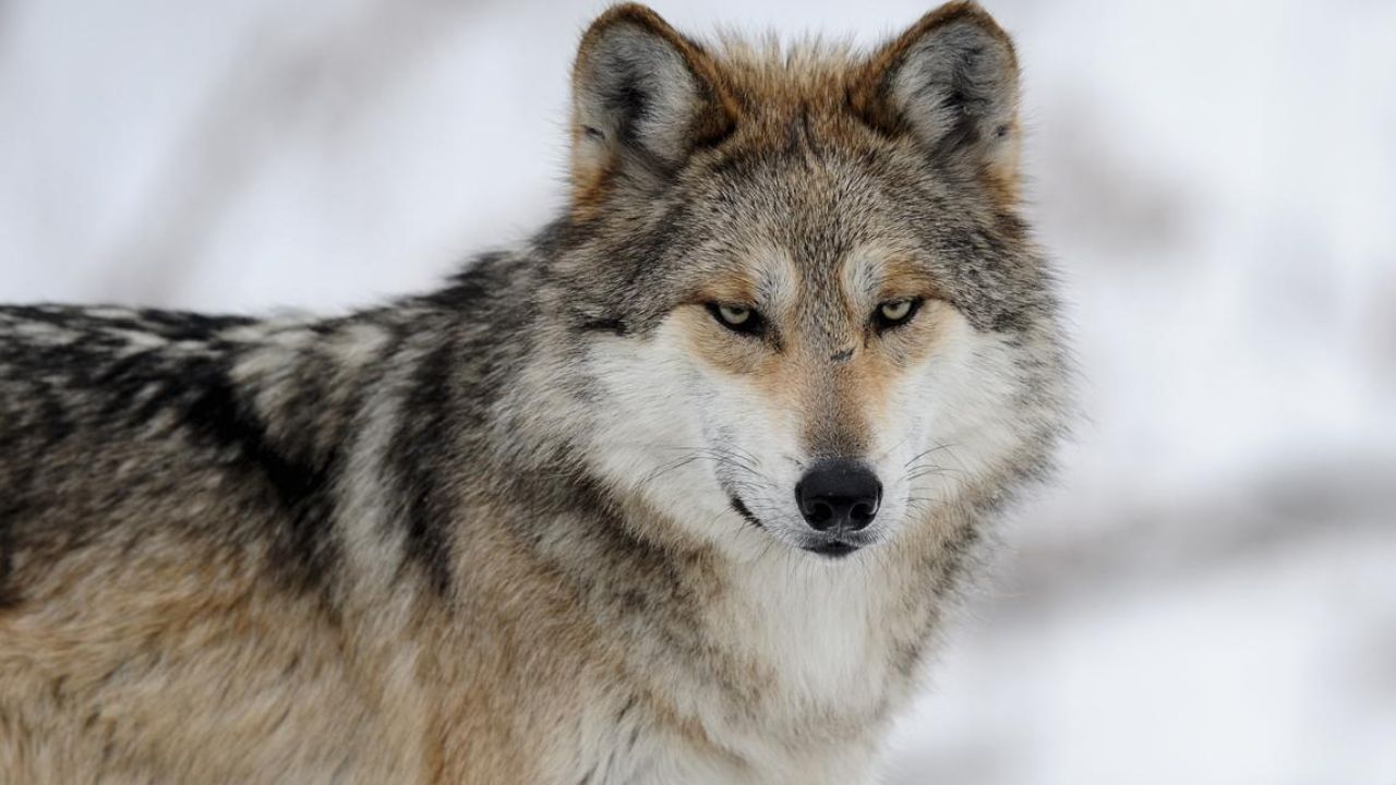 México fortalece protección del lobo gris mexicano