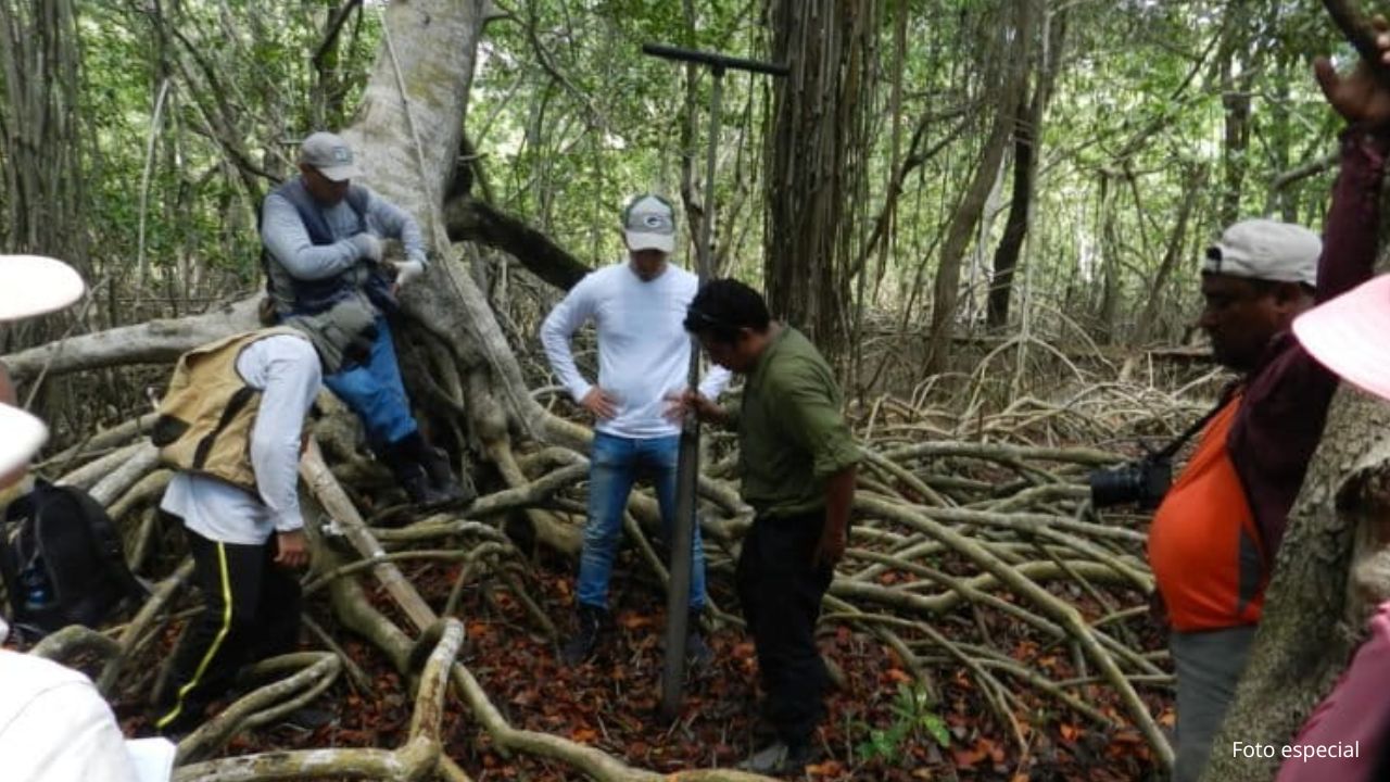 México busca salvar bosques y manglares