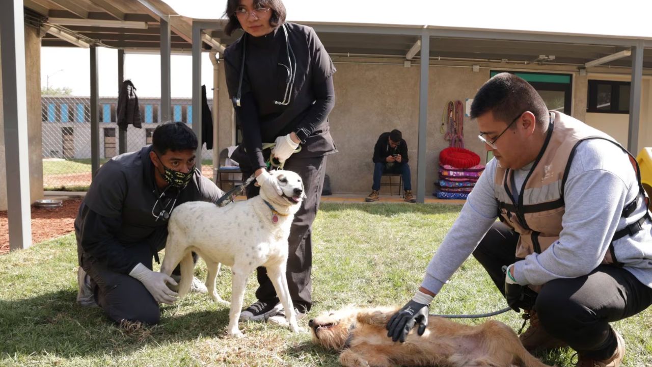 Más de 150 perros regresan al Refugio Franciscano