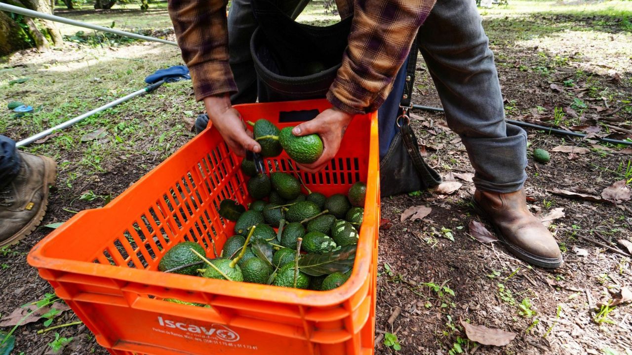 Aguacate, primer producto con Certificado Laboral